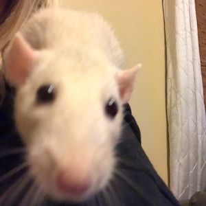 Meet your Posher, Ali